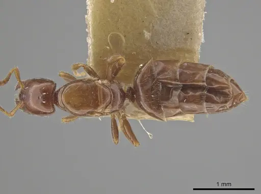 Myrmelachista rogeri specimen LACMENT683132 image lacment683132_1