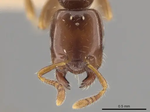 Myrmelachista rogeri specimen LACMENT683132 image lacment683132_2