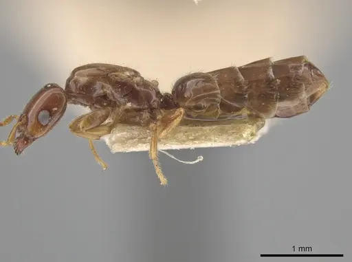 Myrmelachista rogeri specimen LACMENT683132 image lacment683132_3