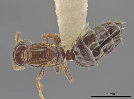 Myrmelachista rogeri specimen MCZ-ENT00681534 image mcz-ent00681534_1
