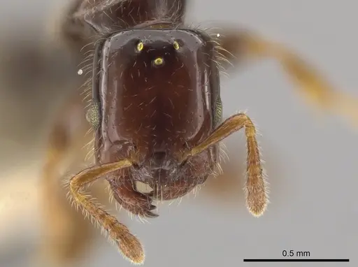 Myrmelachista rogeri specimen MCZ-ENT00681534 image mcz-ent00681534_2