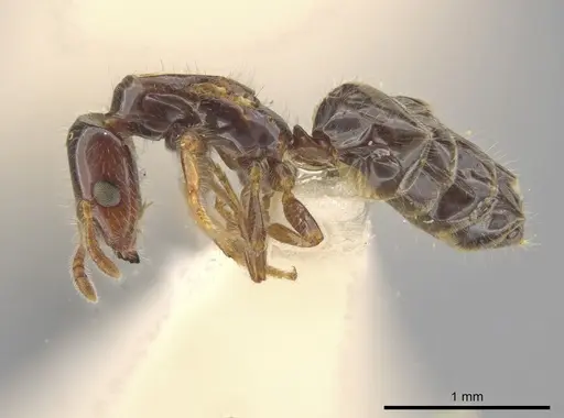 Myrmelachista rogeri specimen MCZ-ENT00681534 image mcz-ent00681534_3