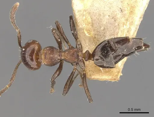 Myrmelachista rudolphi specimen CASENT0909929 image casent0909929_1
