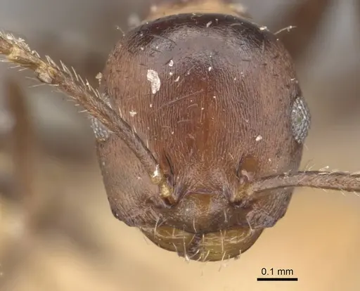 Myrmelachista rudolphi specimen CASENT0909929 image casent0909929_2