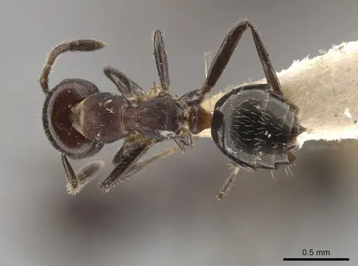 Myrmelachista rudolphi specimen MZSP70876 image mzsp70876_1