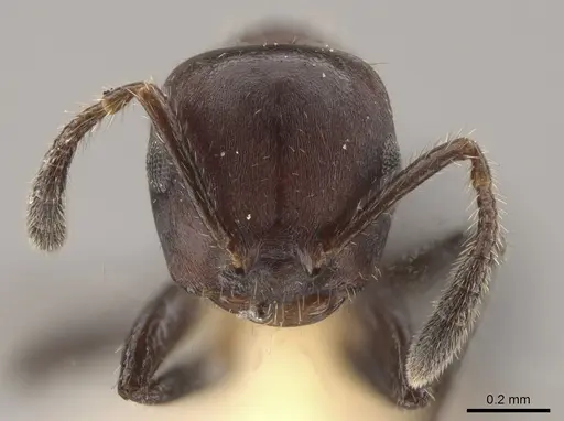 Myrmelachista rudolphi specimen MZSP70876 image mzsp70876_2