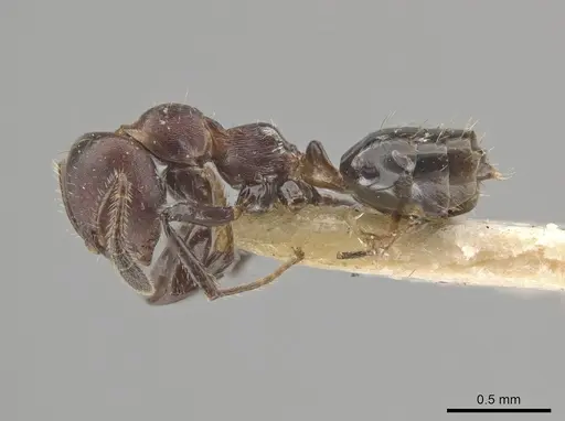 Myrmelachista rudolphi specimen MZSP70876 image mzsp70876_3