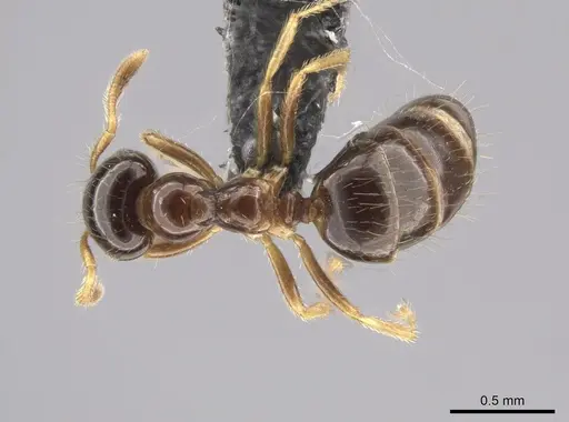 Myrmelachista schumanni specimen CASENT0647442 image casent0647442_1