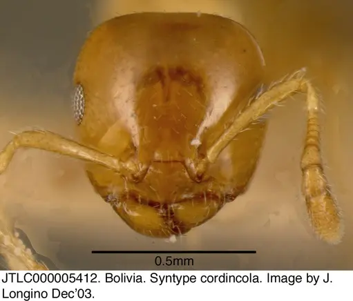 Myrmelachista schumanni specimen JTLC000005412 image jtlc000005412_1