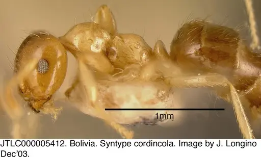 Myrmelachista schumanni specimen JTLC000005412 image jtlc000005412_2