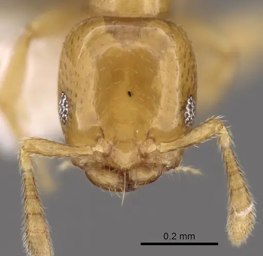 Myrmelachista skwarrae specimen CASENT0280544 image casent0280544_2