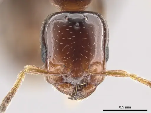 Myrmelachista skwarrae specimen CASENT0612658 image casent0612658_1