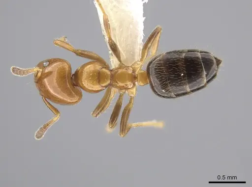 Myrmelachista skwarrae specimen CASENT0637184 image casent0637184_1