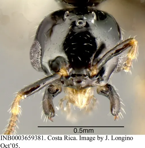 Myrmelachista skwarrae specimen INB0003659381 image inb0003659381_1