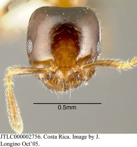 Myrmelachista skwarrae specimen JTLC000002756 image jtlc000002756_1
