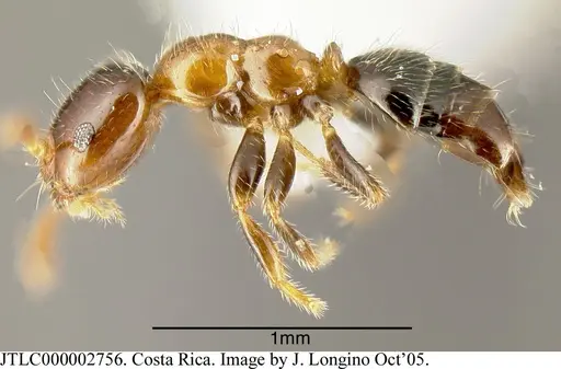 Myrmelachista skwarrae specimen JTLC000002756 image jtlc000002756_2