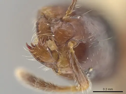 Myrmelachista skwarrae specimen JTLC000002766 image jtlc000002766_2