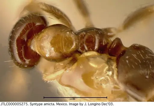 Myrmelachista skwarrae specimen JTLC000005275 image jtlc000005275_1
