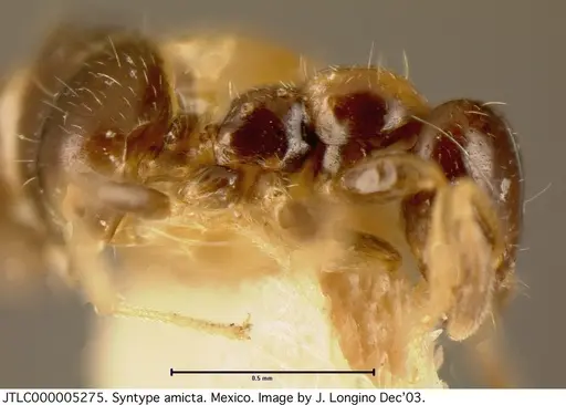 Myrmelachista skwarrae specimen JTLC000005275 image jtlc000005275_3