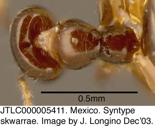 Myrmelachista skwarrae specimen JTLC000005411 image jtlc000005411_1