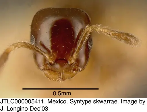 Myrmelachista skwarrae specimen JTLC000005411 image jtlc000005411_2