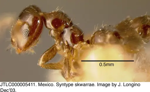 Myrmelachista skwarrae specimen JTLC000005411 image jtlc000005411_3