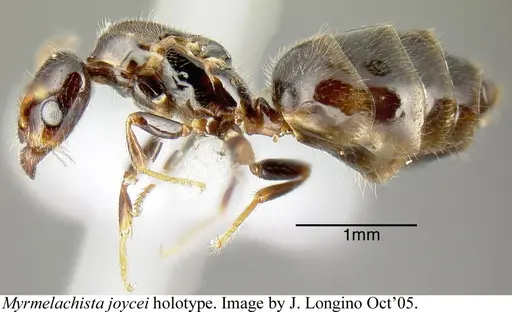 Myrmelachista skwarrae specimen JTLC000006202 image jtlc000006202_2