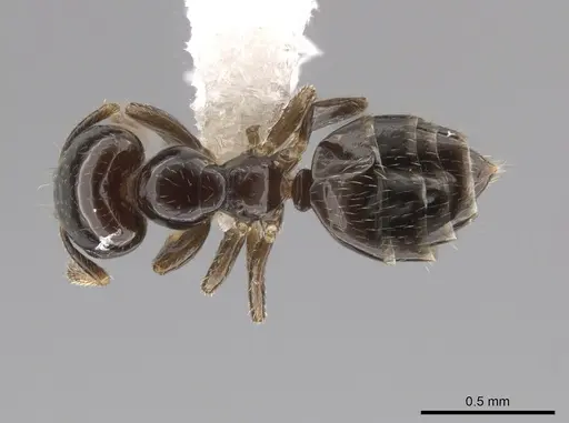 Myrmelachista skwarrae specimen JTLC000007445 image jtlc000007445_1