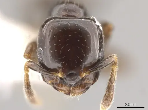 Myrmelachista skwarrae specimen JTLC000007445 image jtlc000007445_2