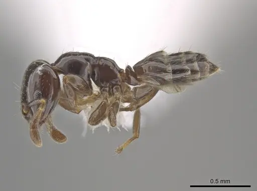Myrmelachista skwarrae specimen JTLC000007445 image jtlc000007445_3