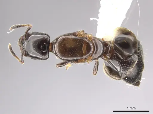 Myrmelachista skwarrae specimen JTLC000010267 image jtlc000010267_1