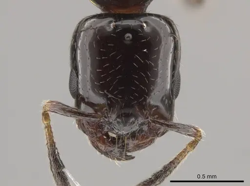 Myrmelachista skwarrae specimen JTLC000010267 image jtlc000010267_2