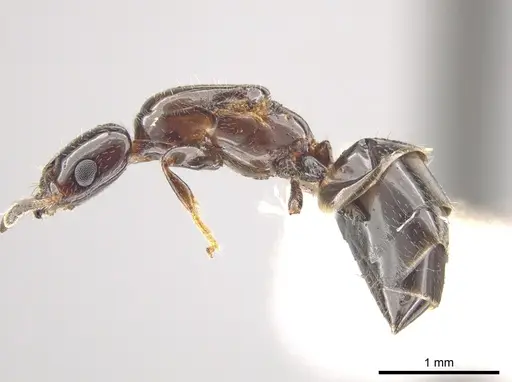 Myrmelachista skwarrae specimen JTLC000010267 image jtlc000010267_3