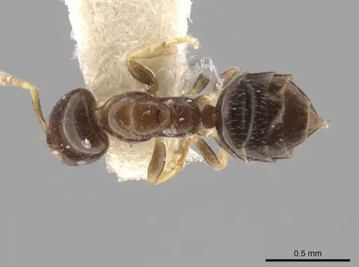 Myrmelachista skwarrae specimen MCZ-ENT00730771 image mcz-ent00730771_1