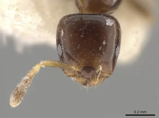 Myrmelachista skwarrae specimen MCZ-ENT00730771 image mcz-ent00730771_2