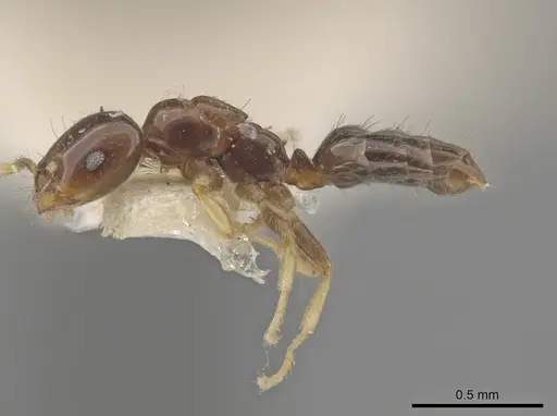 Myrmelachista skwarrae specimen MCZ-ENT00730771 image mcz-ent00730771_3