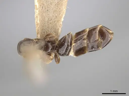 Myrmelachista skwarrae specimen MCZ-ENT00793522 image mcz-ent00793522_1