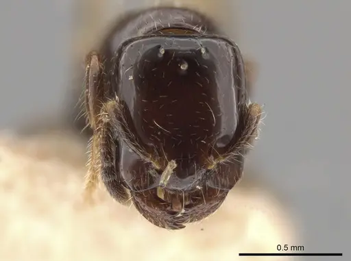 Myrmelachista skwarrae specimen MCZ-ENT00793522 image mcz-ent00793522_2
