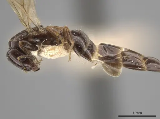 Myrmelachista skwarrae specimen MCZ-ENT00793522 image mcz-ent00793522_4
