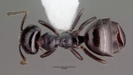 Myrmelachista zeledoni specimen CASENT0010849 image casent0010849_1