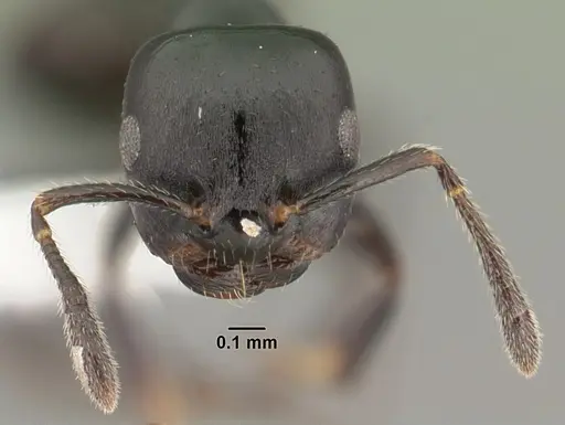 Myrmelachista zeledoni specimen CASENT0010849 image casent0010849_2