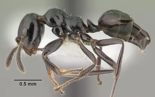 Myrmelachista zeledoni specimen CASENT0010849 image casent0010849_3