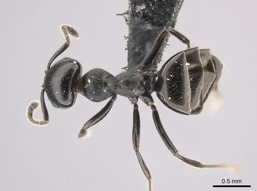 Myrmelachista zeledoni specimen CASENT0647469 image casent0647469_1