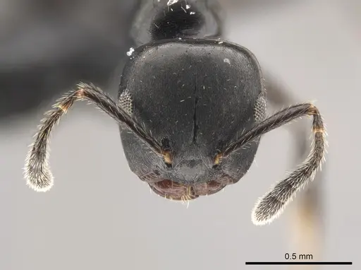 Myrmelachista zeledoni specimen CASENT0647469 image casent0647469_2