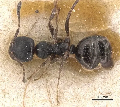 Myrmelachista zeledoni specimen CASENT0905167 image casent0905167_1