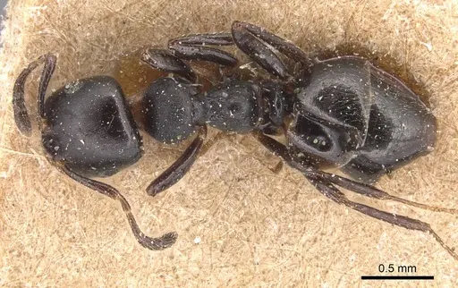 Myrmelachista zeledoni specimen CASENT0905168 image casent0905168_1