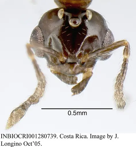 Myrmelachista zeledoni specimen INBIOCRI001280739 image inbiocri001280739_1