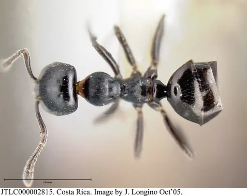 Myrmelachista zeledoni specimen JTLC000002815 image jtlc000002815_1