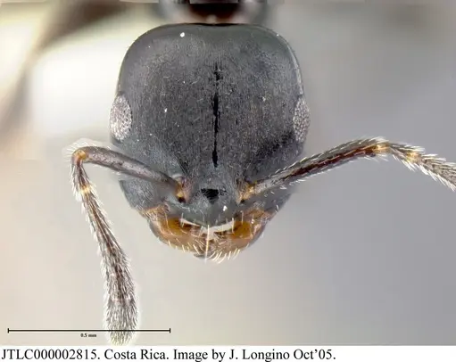 Myrmelachista zeledoni specimen JTLC000002815 image jtlc000002815_2