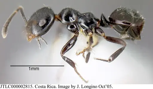 Myrmelachista zeledoni specimen JTLC000002815 image jtlc000002815_3